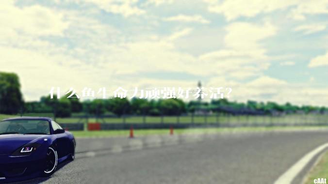 什么鱼生命力顽强好养活？